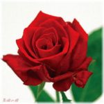 【離婚】エネ夫旦那と離婚したくて別れたいと連呼したらバラ抱えて持ってきて「愛し合ってるのに別れるなんておかしいよね」と手を握られ全身鳥肌…