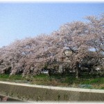 【イラッとする話】ママ友達とお花見しようとお誘いメールを送った。当日は天気が良くなかったので参加メンバーにメールし中止とした。すると最初のお誘いメールで返信のなかったママ友が怒っているという話を聞いて…