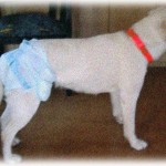 【泣ける話】もうすぐ死を迎える飼い犬のつぶやき。に対するお母さんの返答。