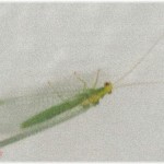 【ロミジュリ】数年前に離婚した元旦那とこいつの元フリン相手で現妻からほぼ同時にロミオ・ジュリメールが来た。「今の僕は私子の幻影を追い求める哀れなカゲロウ…」