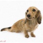 【愚痴】不妊治療の末出産した子供は私が何より大切な犬をいじめるから本気で許せない。お前が出ていけ。