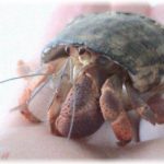 【愚痴】出産で里帰り中の私。旦那があまりに寂しいのでヤドカリを飼いたいと言い出した。