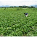 【衝撃】うちは農家で両親と兄が農業をやっている。兄の彼女は農業未経験だったが突然彼女が「同居して一緒に農業をやる」と言い出して引かない。母が結婚前にお試し同居を提案すると…