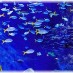 【哀れな魚】電気料金滞納者の家の電力を止めた翌日、その家の奴の飼ってた熱帯魚が全滅したから弁償しろと事務所に血相変えて飛び込んで来たｗｗ