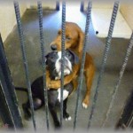 【ちょっといい話】シェルターで身を寄せ合い怯える２匹の犬の写真がフェイスブックに投稿された。「次は私たちの番です。助けて・・・」すると、投稿からわずか２時間6分後・・・！！