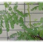 【和む話】生活を整えるために花を一輪だけ飾るといいと聞いたので弟1の買い物ついでに買って来てって言ってみた。→オジギソウ買って来てハイテンションで説明してくれた。でもさ、それって…