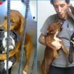 【スカッとする話】新幹線にて。女の子「座席をお間違えでは？」おっさん「自由席が満席だからこっちに来たんだ、ワリーか」。見かねて間に入ろうとしたんだけど、その瞬間…