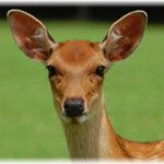 【和む話】北海道から近畿地方に家族で引っ越して来たんだけど、台風の日に庭先に鹿が一頭迷いこんで来て……