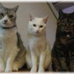 【ほんのり和む話】さっき、うちの飼い猫が夢の中で語りかけてきた。猫曰く・・・