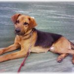 【ウルッとくる話】片道9キロの通学路を小中9年間往復してた私。女子一人の通学は危険という事で飼い犬（大型雑種）の佐助と一緒に通学していた。佐助は小柄で泣き虫のひ弱な私を「俺が守ってやらなきゃあかんべな」と思っていたに違いない。