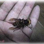 【武勇伝】授業中、窓からでっかいハチが入ってきて生徒たちパニック　→　数学の先生が飛んできて素手でハチをつかみ「みんな、怪我はないな？」ところが帰りのHRで・・・