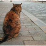 【不思議な話】彼とデート中に轢かれた猫を見つけたので｢呪わないで下さい｣とお願いしながら埋めたら、その日見た夢で・・・