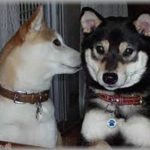 【武勇伝】義兄夫婦に子供が生まれたとたん、トメと義兄嫁は私の娘sageを始めた。ある日、娘が一緒にいるときに娘sageをした二人。するとその時不思議なことが起こった