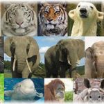 【妻の秘密】旦那に子供の情操教育のためにペットを飼おうと提案されたが、実は私は動物が苦手・・・