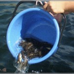 【DQN】中学生の頃、近所の老夫婦が飼っていた魚を川に逃がした。あれから十数年、若気の至りだしもう時効だと思ってたら、妙な噂が立ちだして・・・