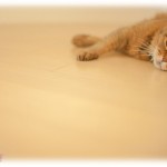 【スカッとする話】旦那と私が出張から戻ってくると飼ってたネコがいない。姑に聞いてみると保健所に連れて行ったと暴露されたうえ暴言を吐かれた。プチッときた私は…