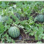 【図々しい話】祖母の畑の作物を狙っているセコケチがいるんだが、私が畑でスイカを採ってたらそいつがやってきて・・・