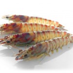 【衝撃体験】魚介大好き俺「お、なんかエビ焼きっぽい匂いするな。よっしゃ今日はエビ食おう！」→夜に警察が来て衝撃の事実を知らされた…。