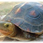 【窃盗】特殊な餌がいるペットを飼っていて、その餌を食べなくなってしまったので友達に見てもらおうとしたんだけど、友達の家に行く途中に寄ったショッピングセンターでその餌を置き引きされた。犯罪だけどちょっと気の毒…