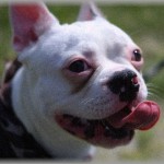 【ほのぼのイイ話】ばあちゃんの犬死んだから思い出話聞いてたら、俺が落下した時、青ざめてすごい勢いで大人を呼んで助けてくれたらしい。