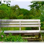 【泥棒】仲良くしているA家のA子ちゃんが真っ青な顔でうちの庭に立っていた。慌てて庭に出てみると、丹精こめて作った庭がメチャクチャになっていて、ベンチも盗まれていた。みんな大激怒で犯人探しをしようと息巻いていたら、A母が自分に任せて欲しいと提案があり、数時間でうちのベンチの写真を持ってきた。そのベンチのある場所は…。