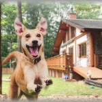 【ずうずうしい話】犬連れで別荘に行くと、いつも子供3人連れてやってくる旦那友人家族。タオルやシーツは使いたい放題、食事に文句つける、挙句の果てに言った言葉が・・・