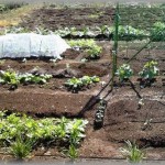 【近隣トラブル】隣の家のジジババが勝手にうちの土地で家庭菜園をやってるんだが、収穫し終わると後片付けを命じられたりすることが3年続いた。