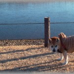 【忠犬】柴犬がリードをつけたままウロウロしていた。どこかに誘導しようとしてるように見えたので、犬に引っ張られるままに付いて行った。