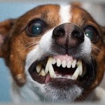 【冷めた瞬間】優しくて、行動力もあって、仕事もできて、顔もまあまあな彼と結婚も意識していた。そんな彼が両親に挨拶をしに家に来たとき、犬がすごい剣幕で吠え出した。