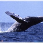 【キチ母】娘「クジラを食べるなんて可哀想」嫁「ならあんたにはこれから野菜しか出さないから」