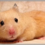 【復讐】飼っていたハムスターが天に召されてしまった。溺愛していたので落ち込んでいたら、友人達が慰めに家に来てくれた。友人達が帰った後ふとみると骨壺の包みが乱れていて・・・