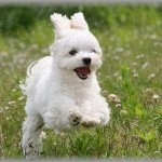 【キチ】マルチーズを散歩行ったら、40代くらいのおばさんに「かわいいわねー」と声をかけられた。返事をするといきなり泣き出し、おばさん「うちも前にマルチーズを飼っていたがいなくなってしまった」