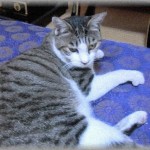 【和む話】うちのぬこは父の月命日に来てくれるBOZEが大好き。 玄関までお迎えに行き、仏壇の前まで先導してお経の最中はずっと隣に座ってる。