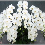 【因果応報】義理姉が念願のサロンをオープンしたので夫と開店祝いのお花は贈ろうという話になった。数万円の胡蝶蘭を選ぶことにして届ける時間の確認のために連絡したら→義姉「お前ら一般人が選ぶようなみすぼらしい花はいらない。」