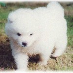 【スカッとする話】友人Aは犬を飼っていたんだけど、彼氏が出来たとたん「寂しくなくなったから犬イラネ」とか言い出し、後日遊びに行くと犬がいない。犬をどうしたのか聞いたら3日前に公園に置いてきたとかぬかしやがった。Aを引っ張って公園まで行くと、ベンチで親子連れや女子高生が犬と戯れてた。近づいて事情を話すと、なんと親子が引き取ると言ってくれてA歓喜。しかし次の子供の一言でAの顔は真っ赤にｗｗｗｗ