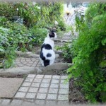 【和む話】トメが18年可愛がっていたぬこが旅立ってしまい、号泣。 しかし庭に出たら旅立ったぬことそっくりなやつが侵入しているのを発見。