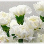 【GJ】義母と関わるのがウザくなってきたので母の日の花選びを夫にやらせてみたら、意味なんて知らずに白いカーネーションを買ってきた。選びなおすのも面倒くさくてそのまま持っていって包み隠さず経緯を説明して渡してきたら…ｗ