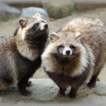 【賛否両論】私の叔父は、庭でBBQが出来るようにかまどを作ってある。そのかまどにタヌキの親子が入るようになったそうで・・・