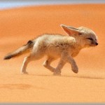 【癒し】ロシア人が、キツネをペットにしたくて ペット向けのキツネになるよう40年も掛け合わせた結果ｗｗｗ