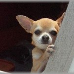 【gkbr！！】我が家のチワワを盗もうと侵入した犯人！！うちのチワワが室内に逃げ込んだため怒り狂った犯人がチワワに制裁を与えようとしたら、救急車レベルの大事件が起こった！