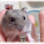 【イラッとする話】子供がハムスターを飼いたいと言ったけど、世話も出来ないだろうし私も仕事で見てやれないのでダメだと言ってあった。なのに姑が昨日一式持ってきやがった。いわく「孫がかわいそう！子供の情緒教育に必要！あんたも仕事仕事じゃなくて子供の事を考えろ！」だって。誰のせいで私は仕事してるのか分かってんのかこのBBA…。