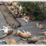 【閲覧注意】近所に野良猫に餌をやるおばさんがいた。そのせいで猫が大量に集まってガーデニングやってるうちの庭も荒らされまくった。近所の人と一緒に文句を言いに行くも怒鳴られるだけで取り合ってもらえなかった。しかしある日を境に猫がどんどん減っていって、そのことにショックを受けたおばさんは入院、この問題は解決した。でもなんで猫が減ったのかな…と思ったんだけど、あることに思い至った。