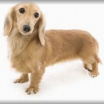 【衝撃体験】保健所に行くことになるペットショップで売れ残った犬がいるという情報が入った。犬種はうちにいる犬の花子と一緒らしい。写真付きのメールを見るととてもかわいかった。父親は花子をかなり可愛がっていてその子を向かい入れることに賛成した。そして父がその子を迎えに行き連れてきたが・・・・。