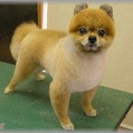 【ずうずうしい】仕事で犬のトリミングをやっているのだが、母と妹が職場や近所の人たちに「良かったら○○(私)がタダでやるから」と勝手に勧めていた。