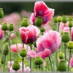 【修羅場】ケシかもしれない花が自生してるの発見。最寄りの警察に通報してきた結果・・・