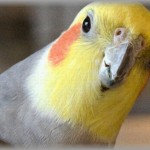 【癒し】さっき買ったオカメインコ怒ってて草ｗｗｗｗｗｗｗｗｗｗｗｗｗ