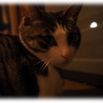 【策士】野良猫がふらっとうちにやってきた。喧嘩でやられて顔面傷だらけ、やせ細って毎日悲しげに鳴いていたので見かねて保護し、うちで飼うことになった。それでも野良猫たちはこの猫が気に入らないらしく窓越しに威嚇しにくる。見かねた私が追い払ってやろうと窓辺に行くと、突然擦り寄る我が家の猫。しかも撫でろと要求してくる。意味がわからないままナデナデすると…。なるほどこういう作戦か…。