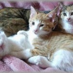 【NNN】保健所に「キジトラのメスが保護されたら連絡をお願いします」と電話したら連絡が来たので保健所へ。すると猫が3匹いてこの中から選べと言う。