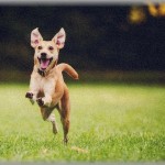 【衝撃】保健所から預かった犬をしつけるボランティアをしている友達のところに遊びに行ってきた。あるワンコが可愛い顔してて血統書までついてて若くて健康な子なのになかなか里親が見つからないらしい。なぜなのかと尋ねたら衝撃のとんでもない答えが返ってきた…！！