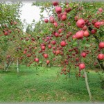 【DQNﾏﾏ】地域の小学校では職業体験というのがあり、子供たちが自分でアポをとり色んな職業体験をしに行く。私は夫とは別で農家の果樹園をやっているので毎年数人のやんちゃな男の子が体験に来ていた。数年前、珍しく女の子からアポイントがあったのだが、本人ではなく親からのアポ…。私のところに「親が」アポを取りに連絡してきた理由とは…